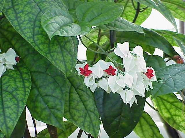 Clerodendrum thomsoniae, Bleeding-heart vine — climbing semi-evergreen (Lamiaceae) (image 2 of 10)