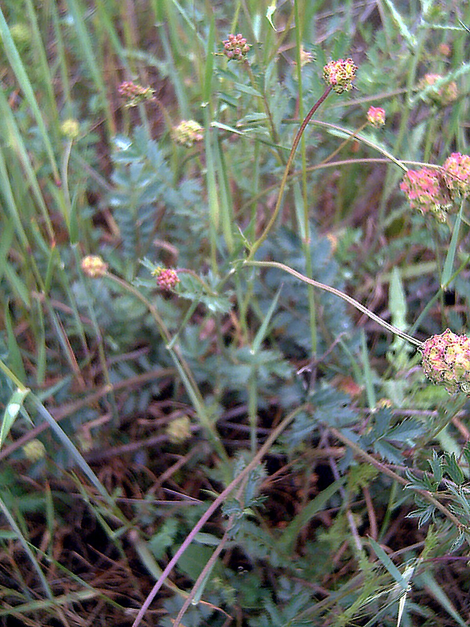 Sanguisorba minor (Salad Burnet)