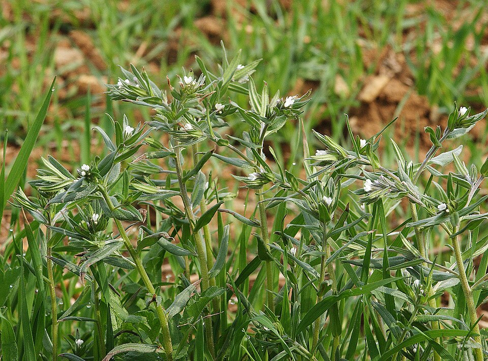 Buglossoides arvensis (corn gromwell) (alternate view 6)