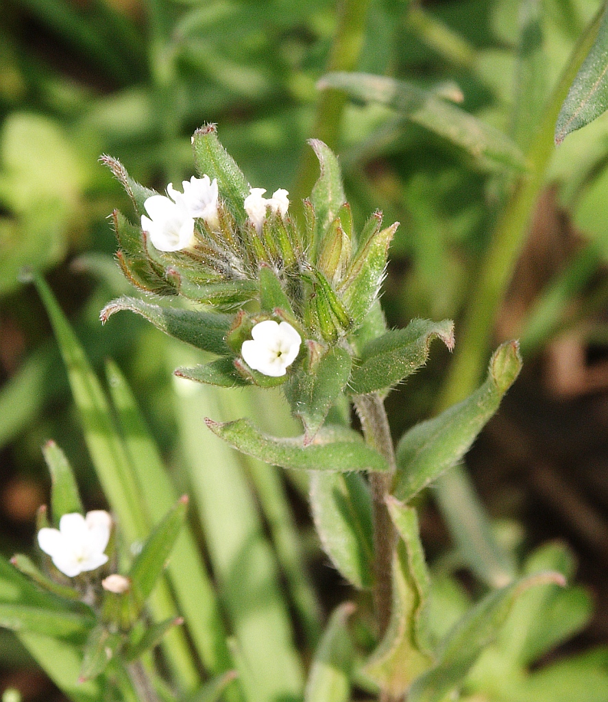 Buglossoides arvensis (corn gromwell) (alternate view 7)