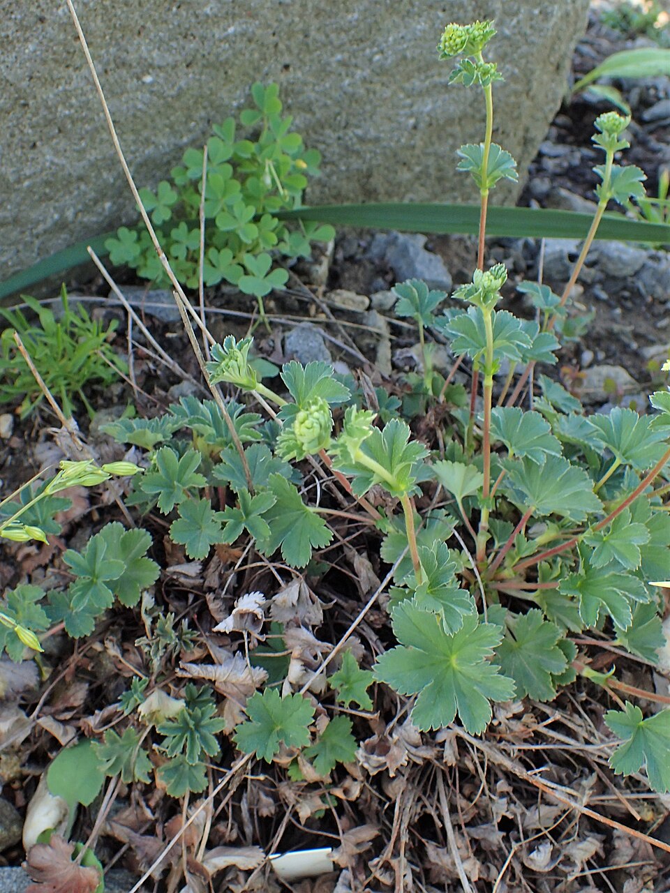 Alchemilla erythropoda (alternate view 9)
