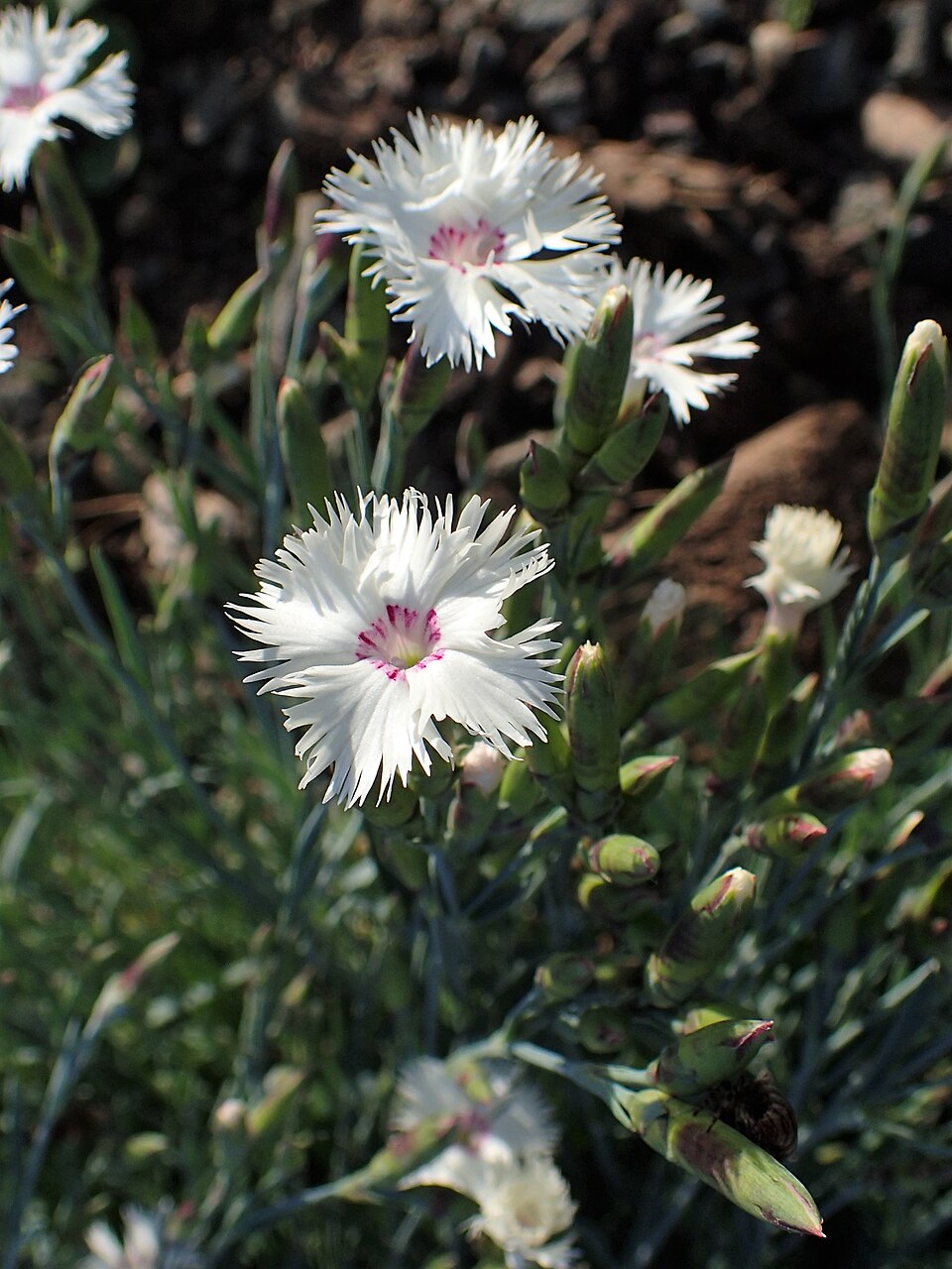 Dianthus (carnations) (alternate view 9)