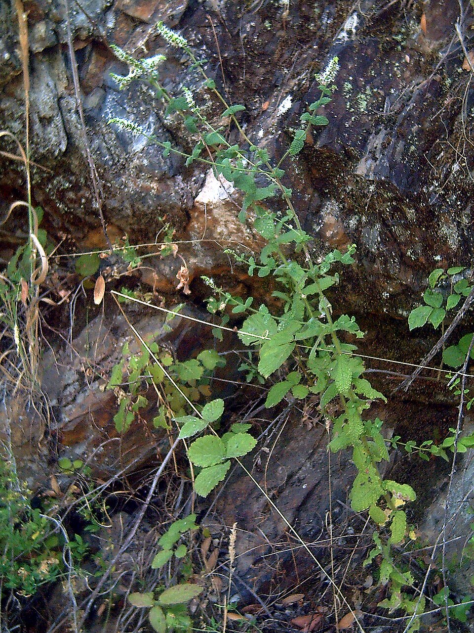 Mentha suaveolens (Apple Mint)