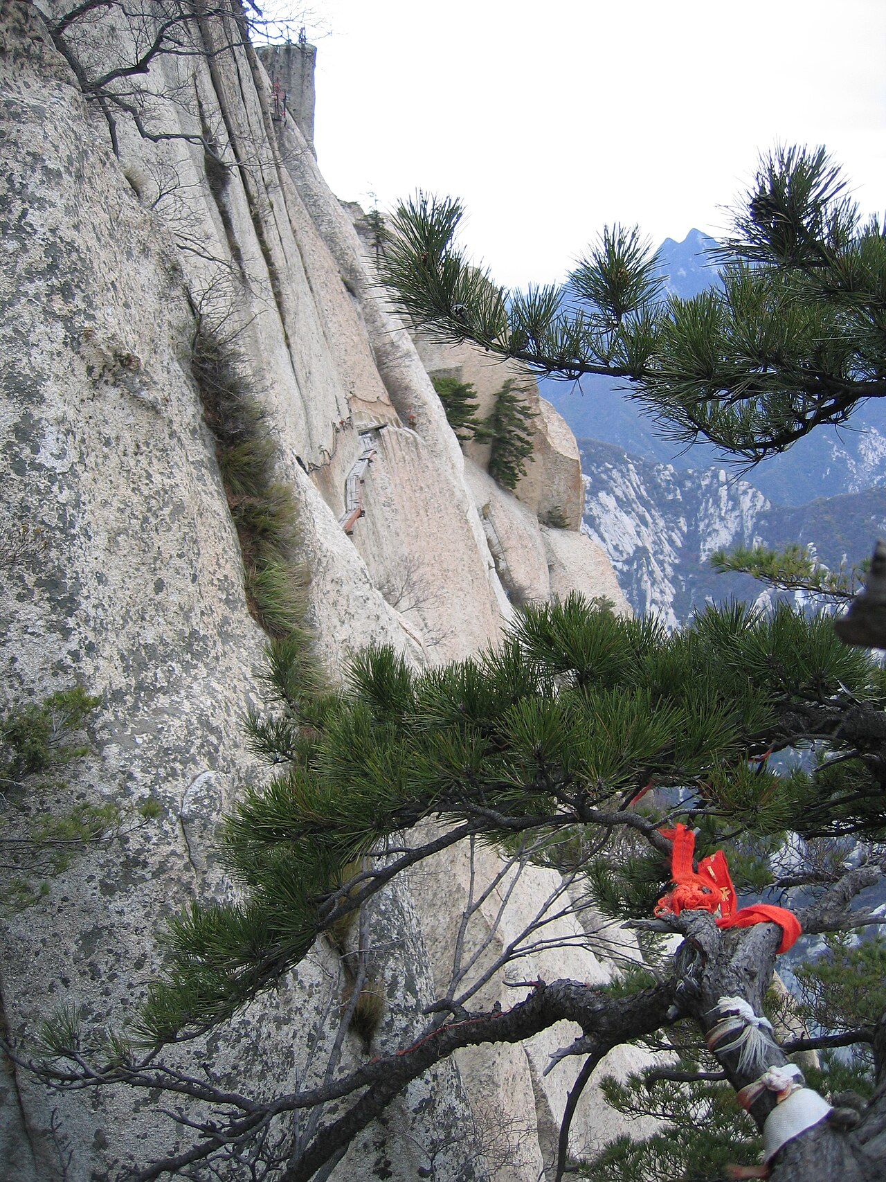 Pinus tabuliformis, Chinese red pine — upright evergreen (Pinaceae) (image 4 of 10)