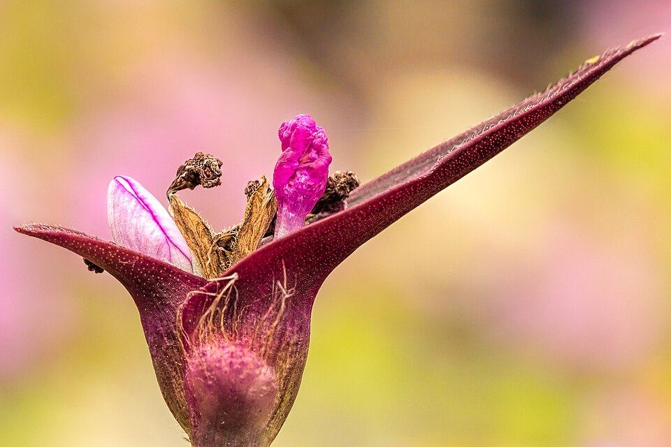 Tradescantia (Spiderworts) (alternate view 2)