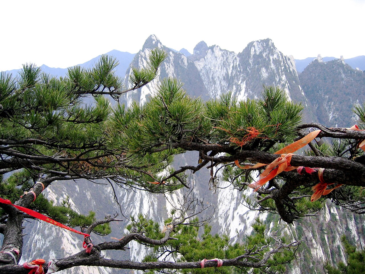 Pinus tabuliformis, Chinese red pine — upright evergreen (Pinaceae) (image 5 of 10)
