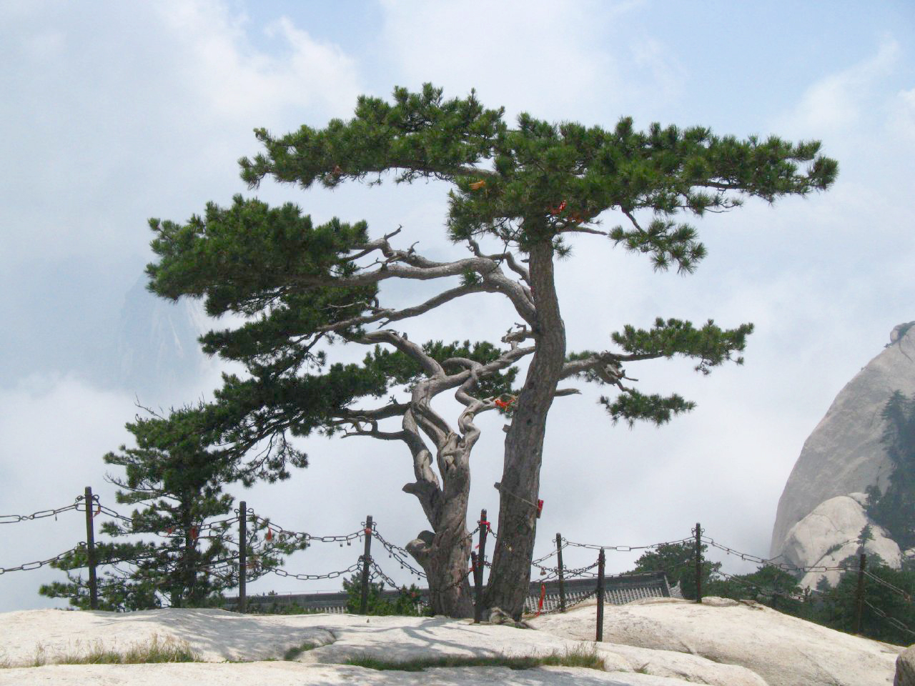 Pinus tabuliformis, Chinese red pine — upright evergreen (Pinaceae) (image 6 of 10)