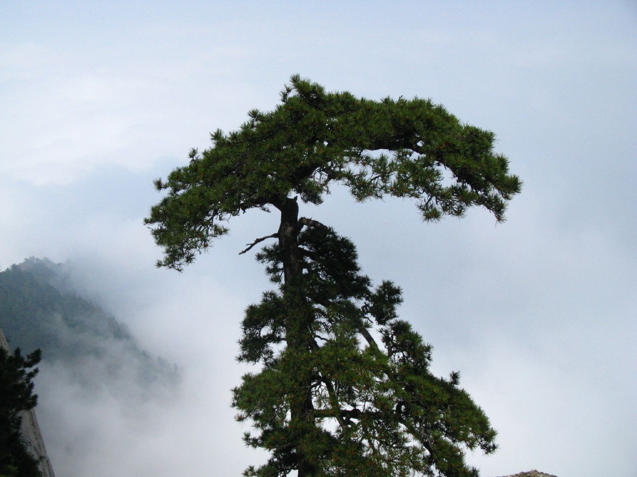 Pinus tabuliformis, Chinese red pine — upright evergreen (Pinaceae) (image 7 of 10)