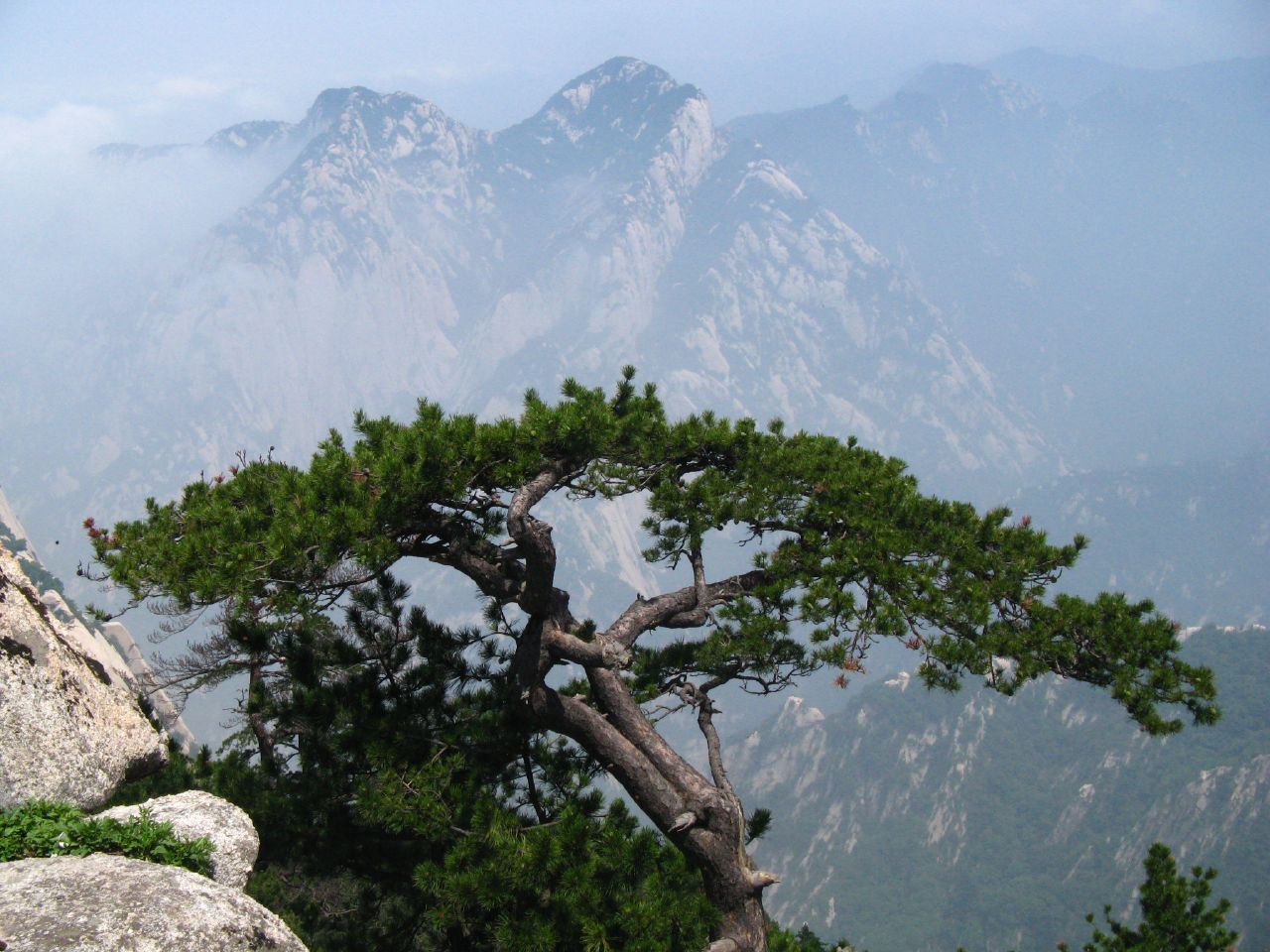 Pinus tabuliformis, Chinese red pine — upright evergreen (Pinaceae) (image 8 of 10)