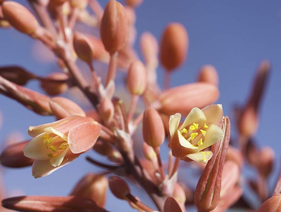 Hesperaloe