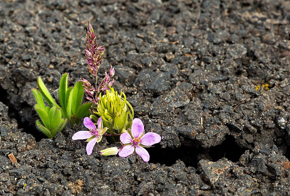 Erodium (stork's-bills) (alternate view 6)