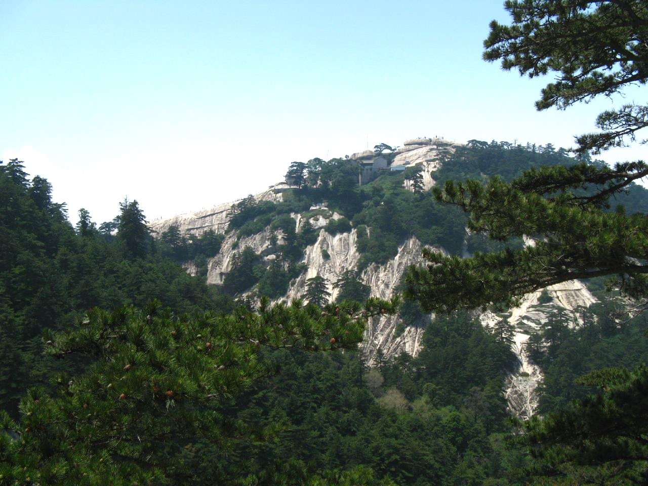 Pinus tabuliformis, Chinese red pine — upright evergreen (Pinaceae) (image 9 of 10)