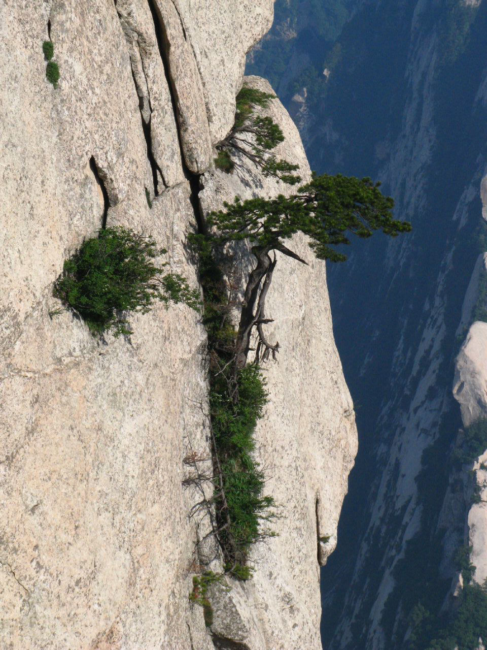 Pinus tabuliformis, Chinese red pine — upright evergreen (Pinaceae) (image 10 of 10)