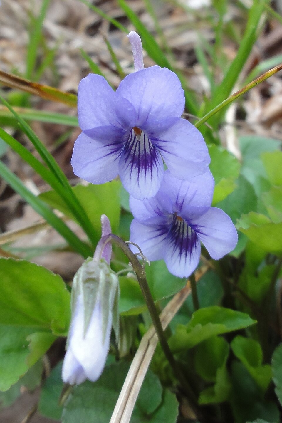 Viola rostrata (Long-spurred violet) (alternate view 7)