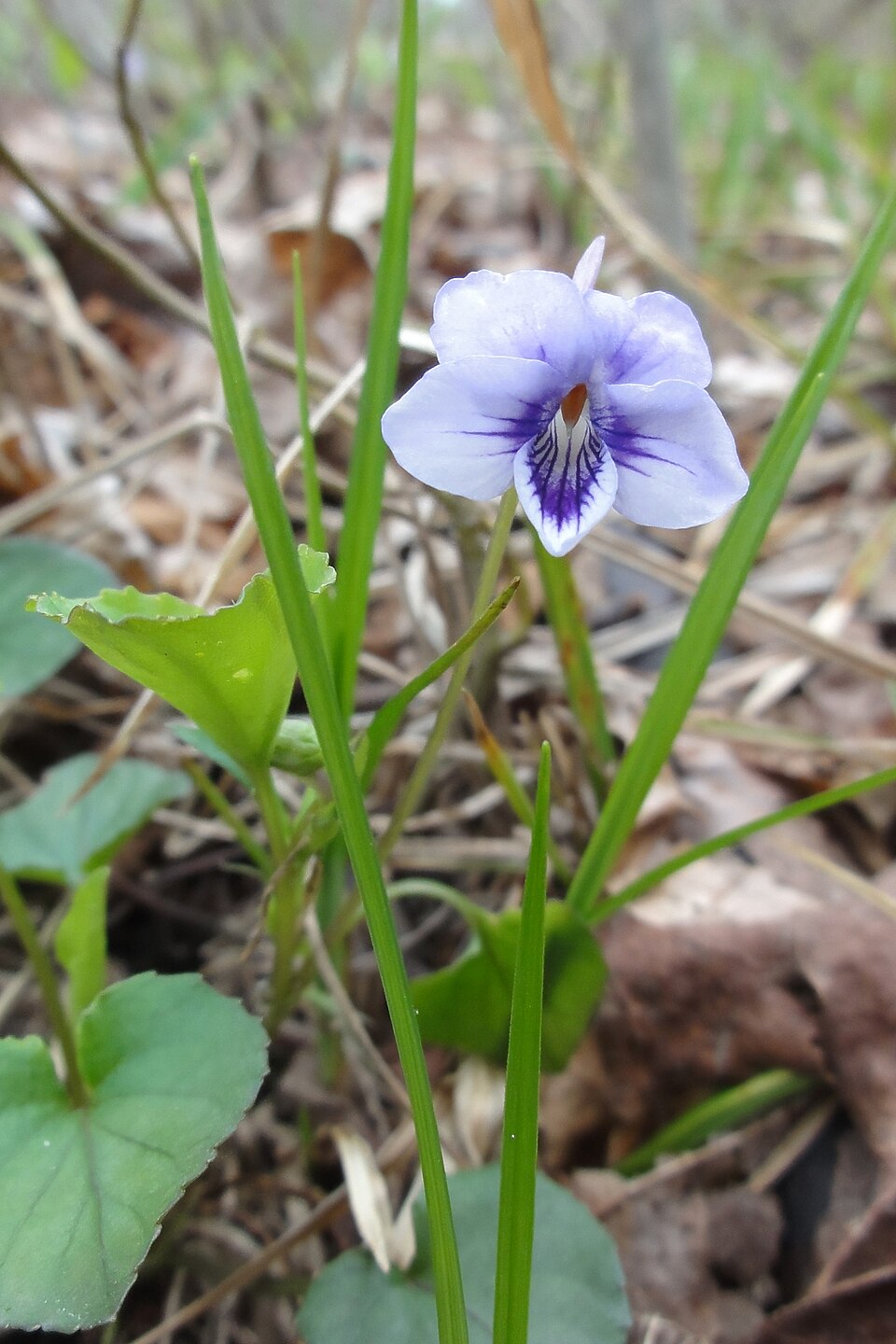 Viola rostrata (Long-spurred violet) (alternate view 8)