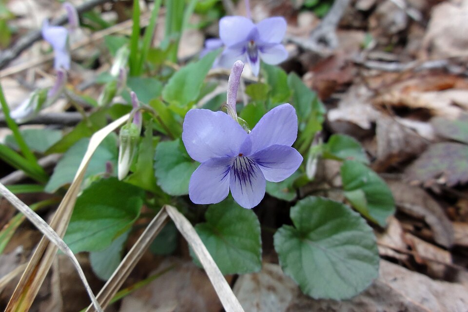 Viola rostrata (Long-spurred violet) (alternate view 9)