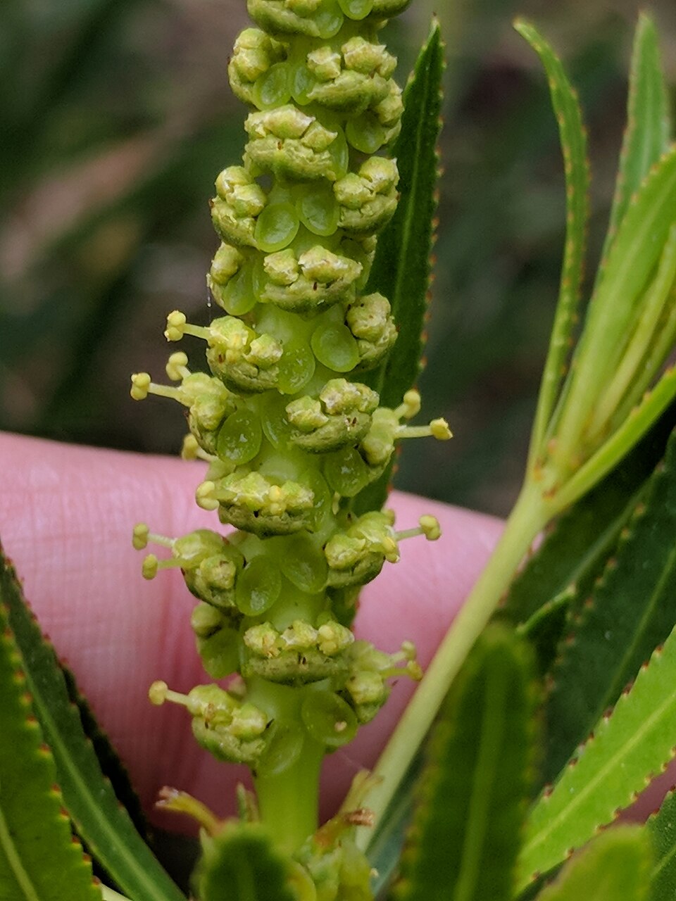 Stillingia texana (Texas Stillingia) (alternate view 6)