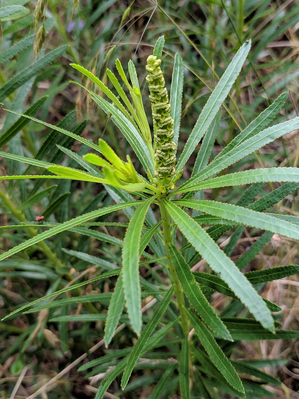 Stillingia texana (Texas Stillingia) (alternate view 7)