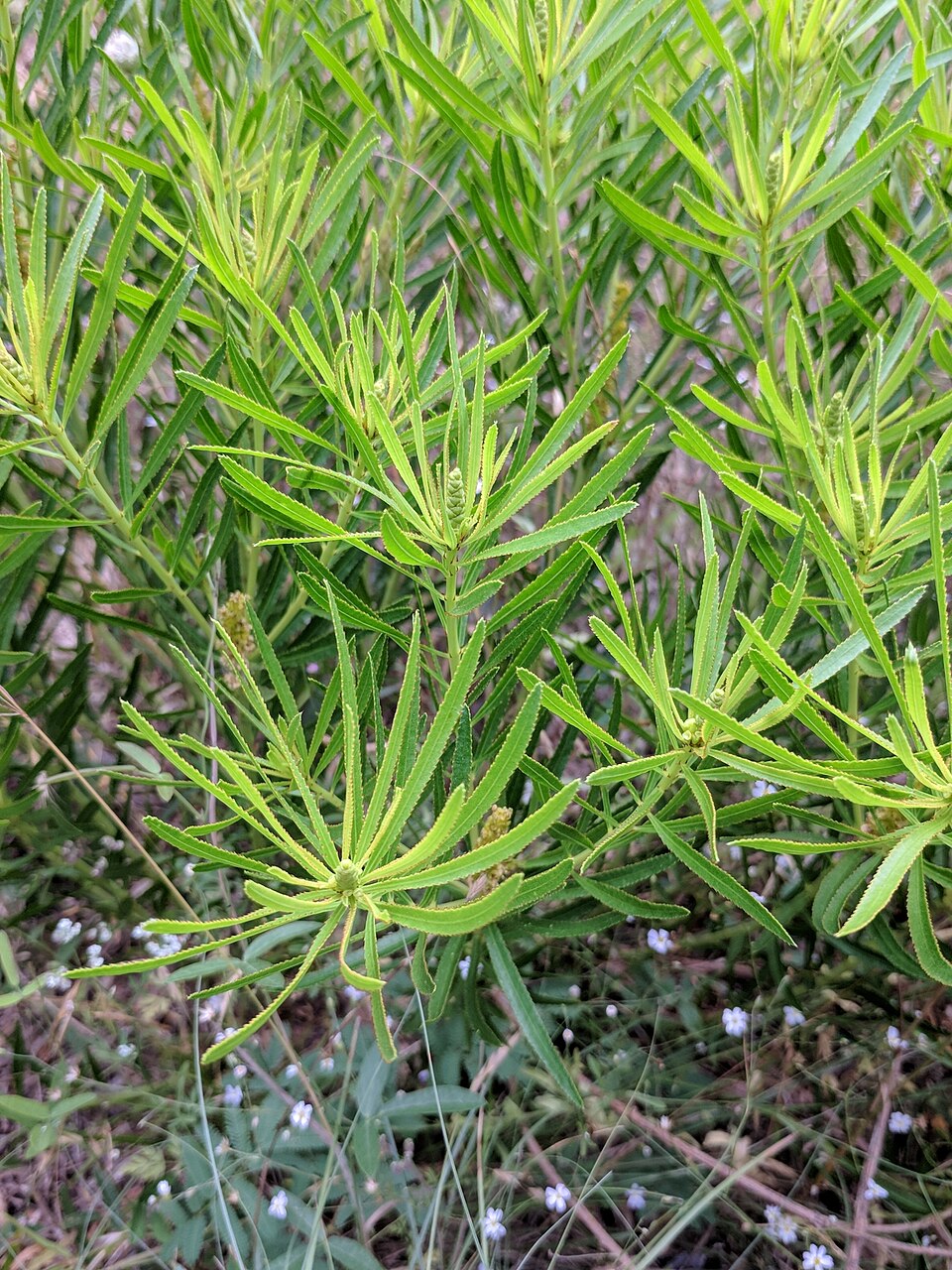 Stillingia texana (Texas Stillingia) (alternate view 8)