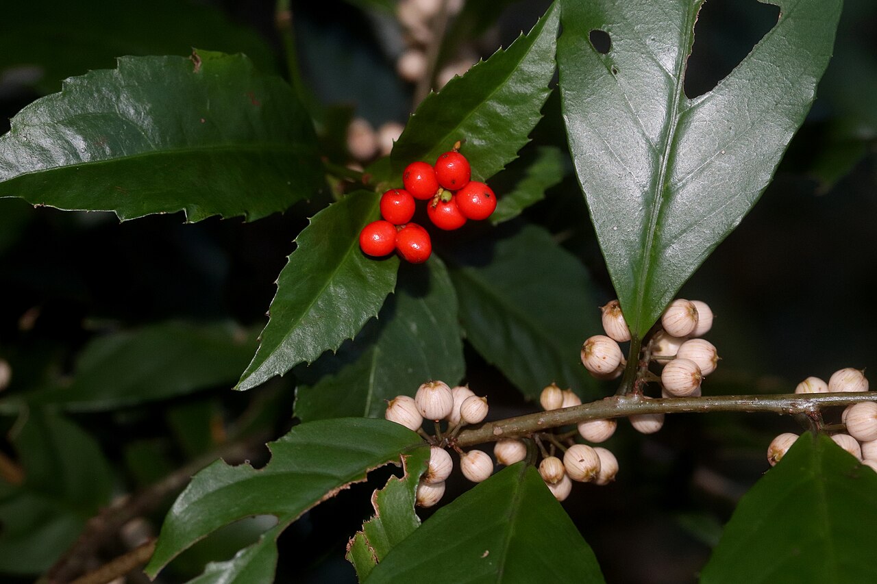 Sarcandra glabra, Senryo — upright evergreen (Chloranthaceae) (image 10 of 10)