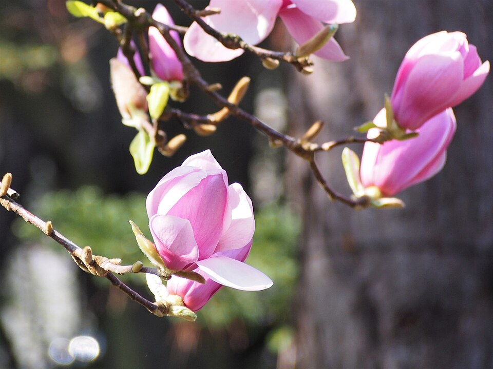 Magnolia 'Iolanthe' (Iolanthe Magnolia) (alternate view 4)