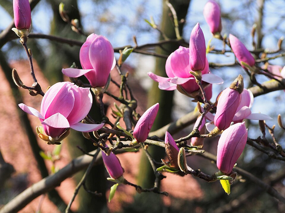 Magnolia 'Iolanthe' (Iolanthe Magnolia) (alternate view 5)