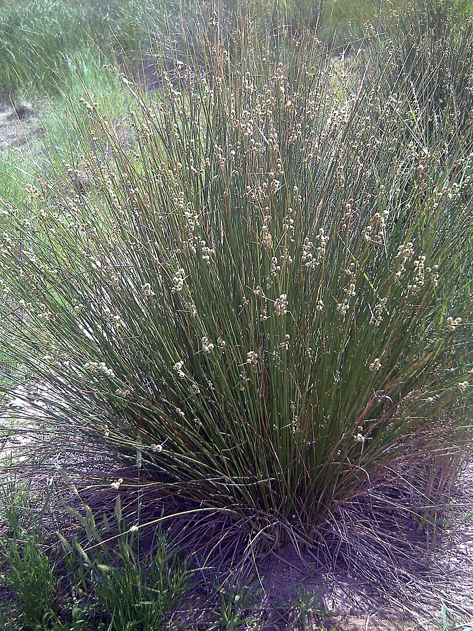 Juncus effusus (soft rush) (alternate view 9)