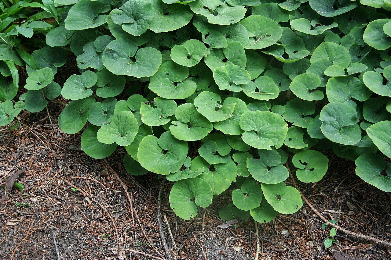 Asarum canadense, Canadian wild ginger — spreading deciduous (Aristolochiaceae) (image 2 of 10)