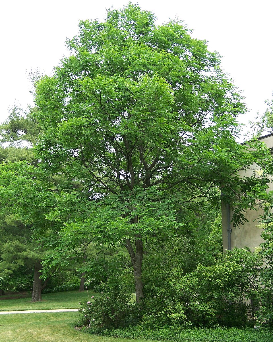 Gymnocladus dioicus (Kentucky coffee tree) (alternate view 6)