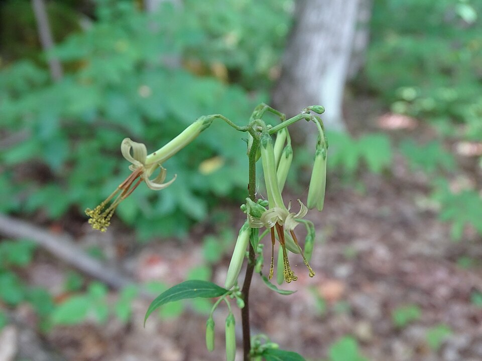 Nabalus altissimus (tall rattlesnake root) (alternate view 6)