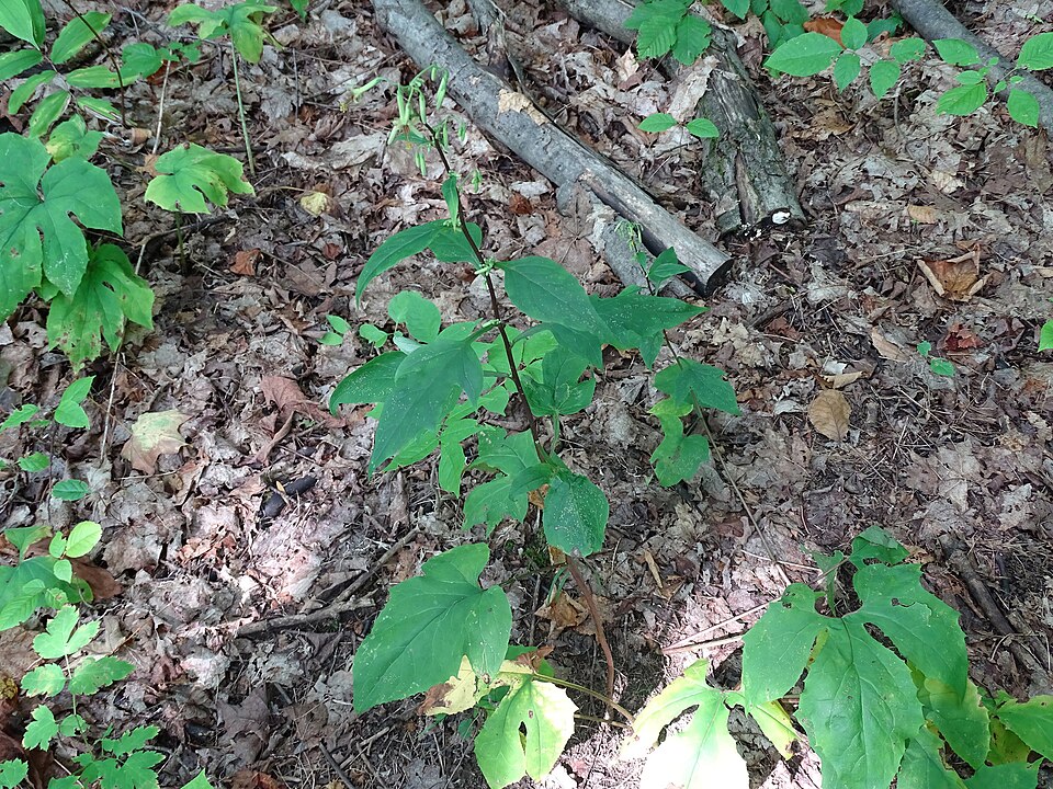 Nabalus altissimus (tall rattlesnake root) (alternate view 7)