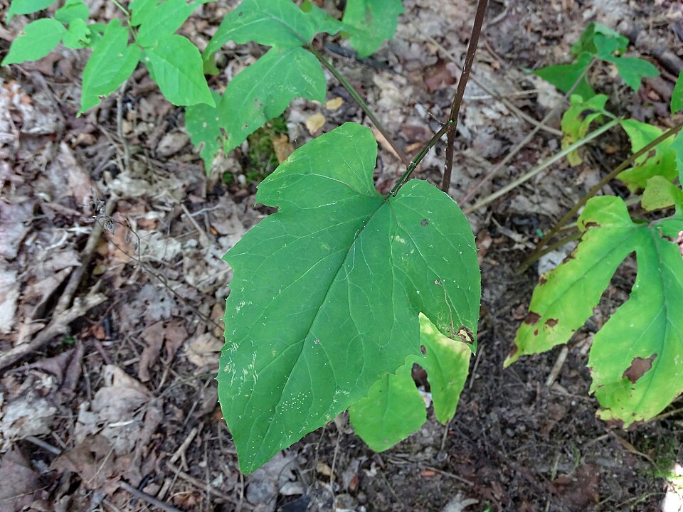Nabalus altissimus (tall rattlesnake root) (alternate view 8)