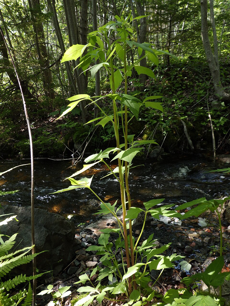 Nabalus trifoliolatus (three-leaved rattlesnake root) (alternate view 8)