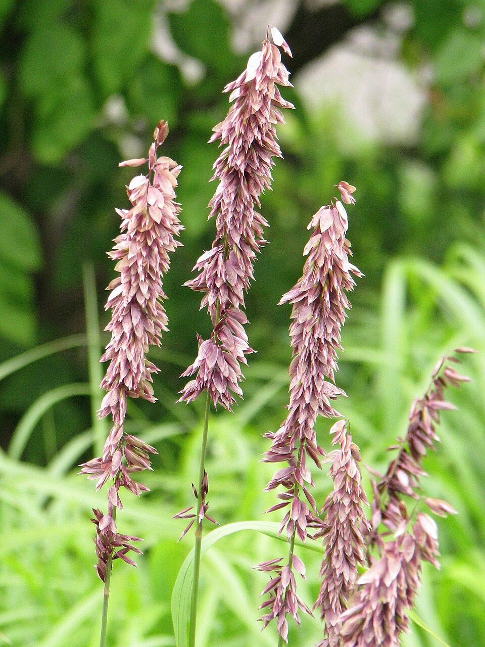 Melica altissima 'Atropurpurea' (alternate view 2)