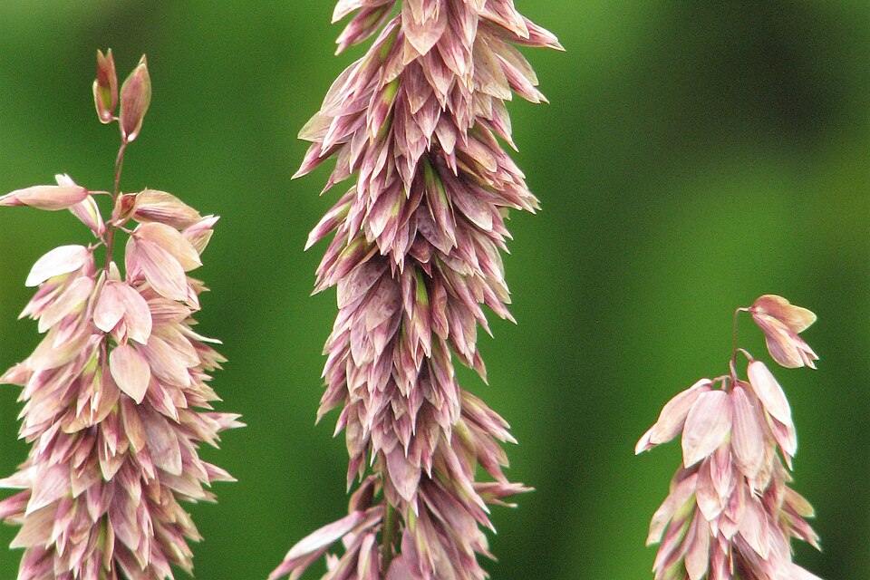 Melica altissima 'Atropurpurea' (alternate view 3)