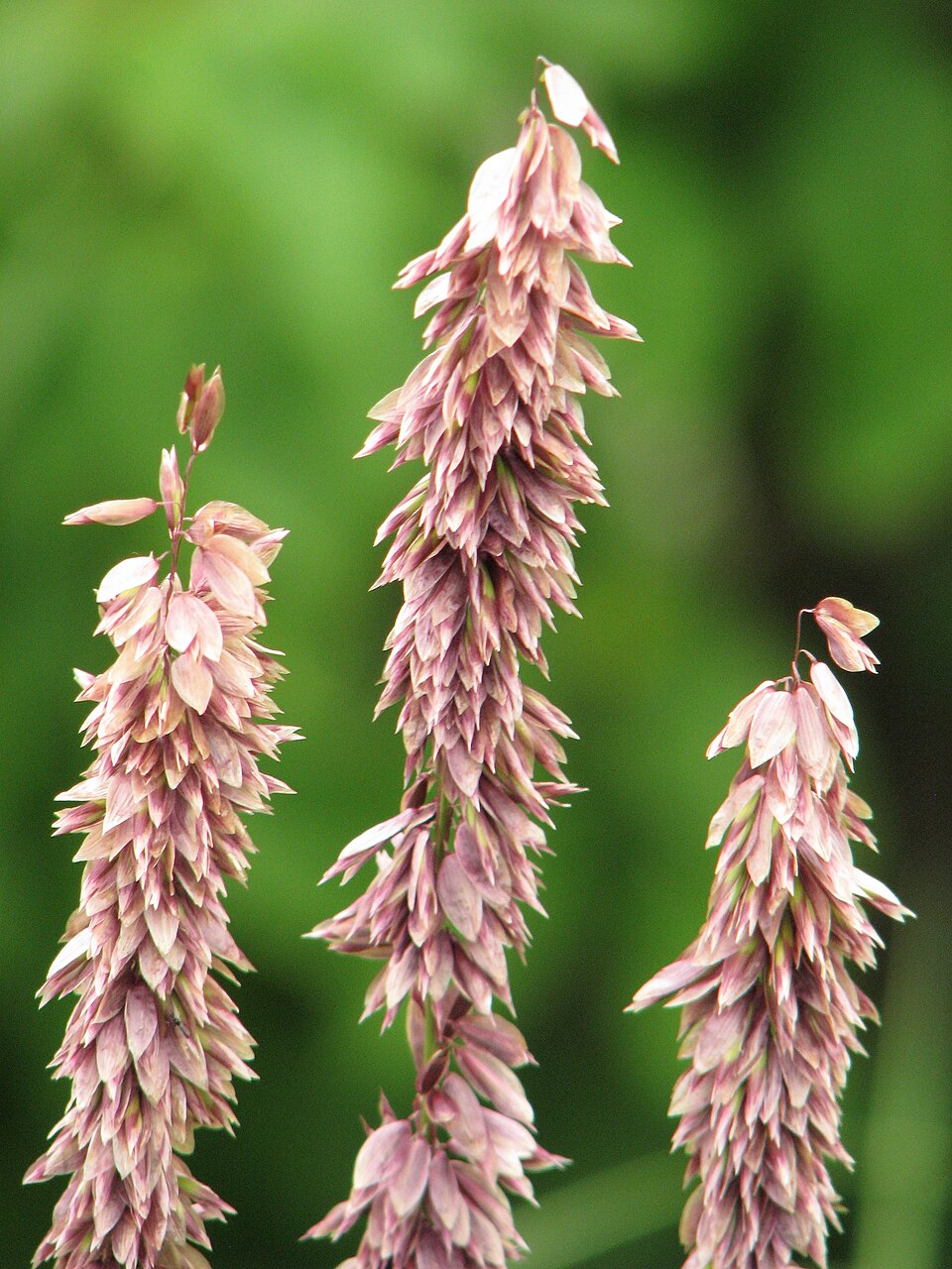Melica altissima 'Atropurpurea' (alternate view 4)