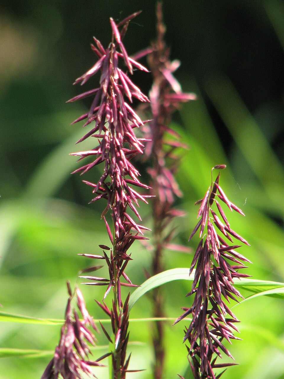 Melica altissima 'Atropurpurea' (alternate view 5)