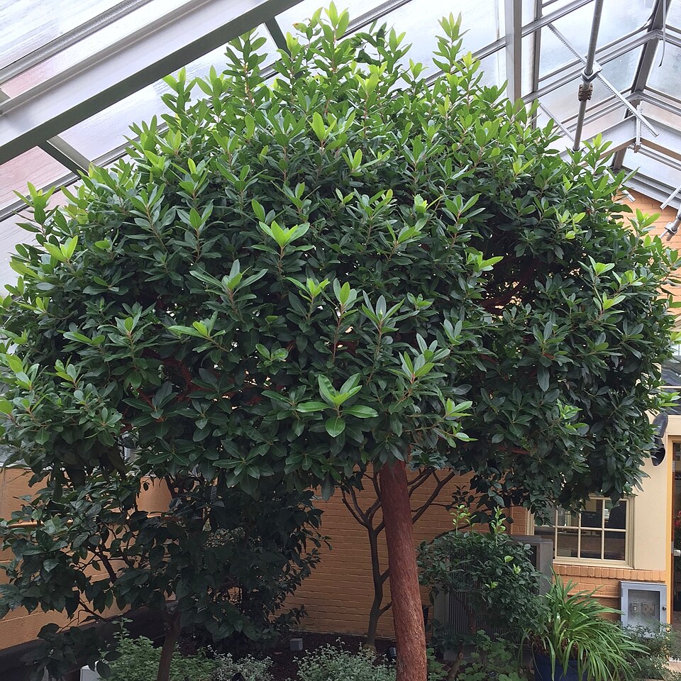 Arbutus 'Marina' (Marina Strawberry Tree) (alternate view 5)