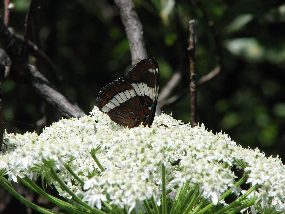 Heracleum maximum (cow-parsnip) (alternate view 7)