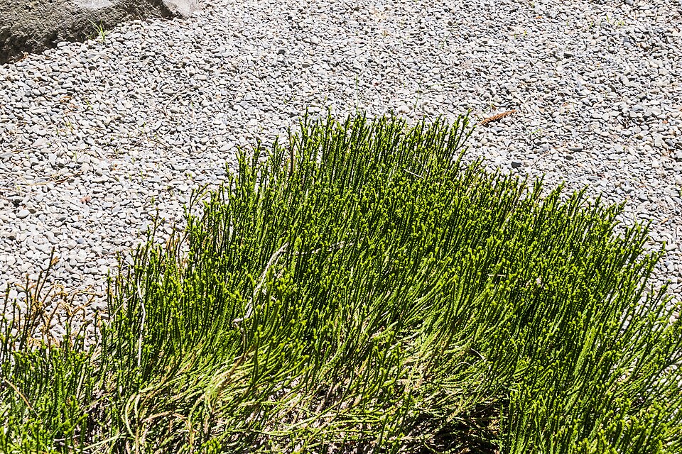 Veronica (speedwells) (alternate view 7)
