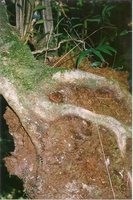 Dicksonia antarctica (man fern) (alternate view 2)