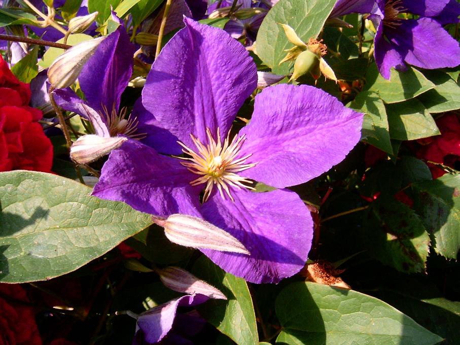 Clematis 'Jackmanii' (Jackman Clematis) (alternate view 3)