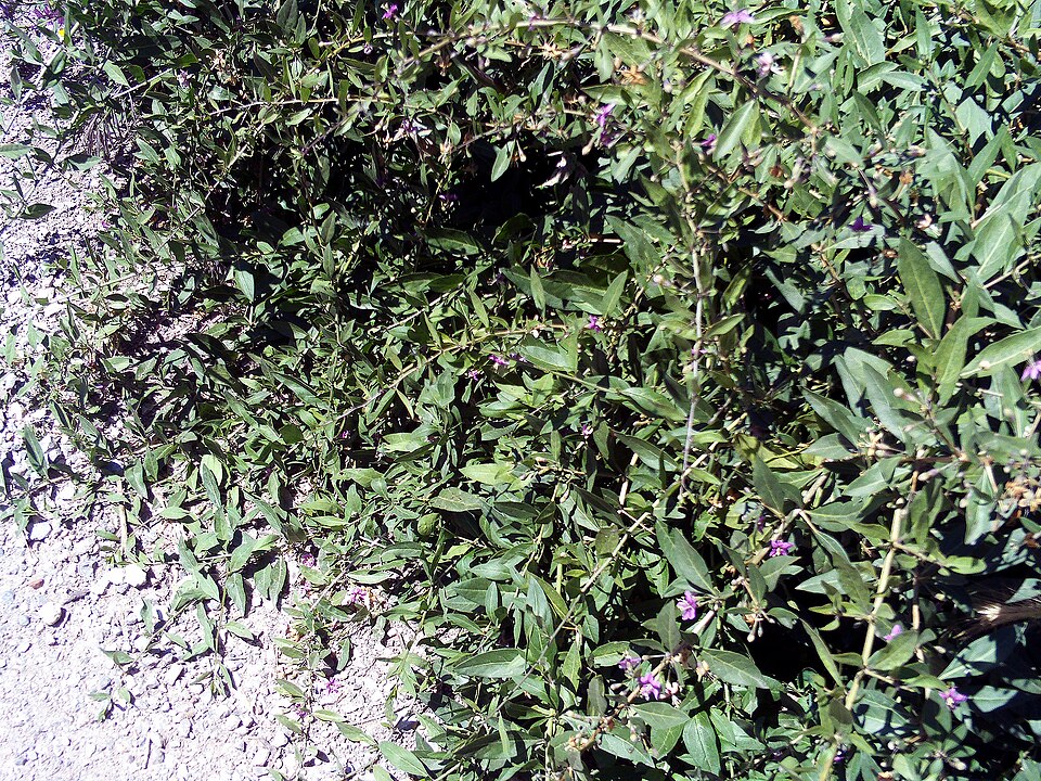 Lycium barbarum (Goji Berry) (alternate view 6)