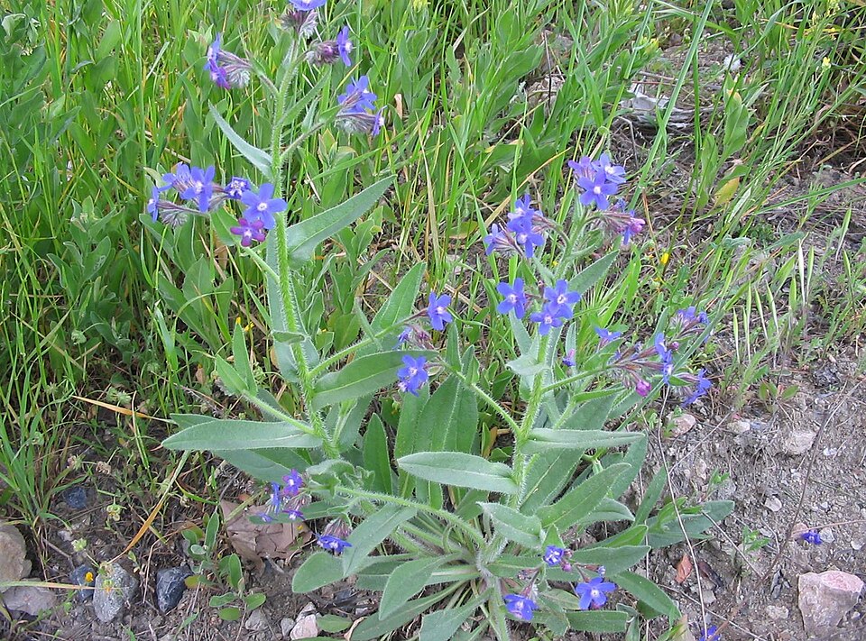 Anchusa azurea (Italian bugloss) (alternate view 6)
