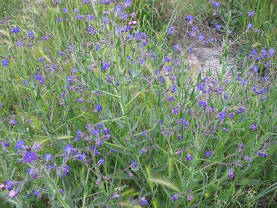 Anchusa azurea (Italian bugloss) (alternate view 7)