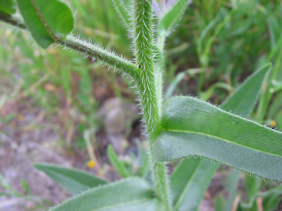 Anchusa azurea (Italian bugloss) (alternate view 8)