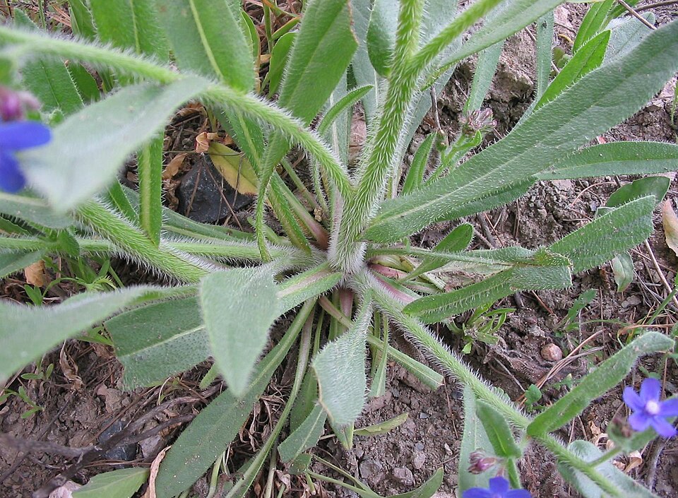 Anchusa azurea (Italian bugloss) (alternate view 9)