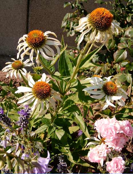 Echinacea purpurea 'White Swan' (White Swan Coneflower) (alternate view 4)