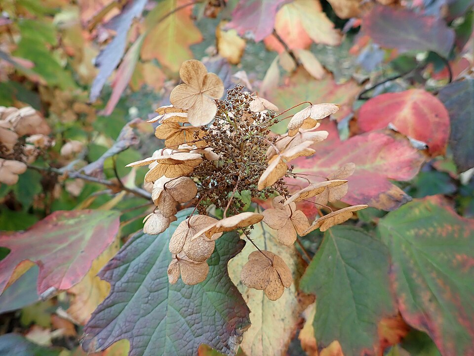 Hydrangea quercifolia 'Snow Queen' (Snow Queen Oakleaf Hydrangea) (alternate view 4)