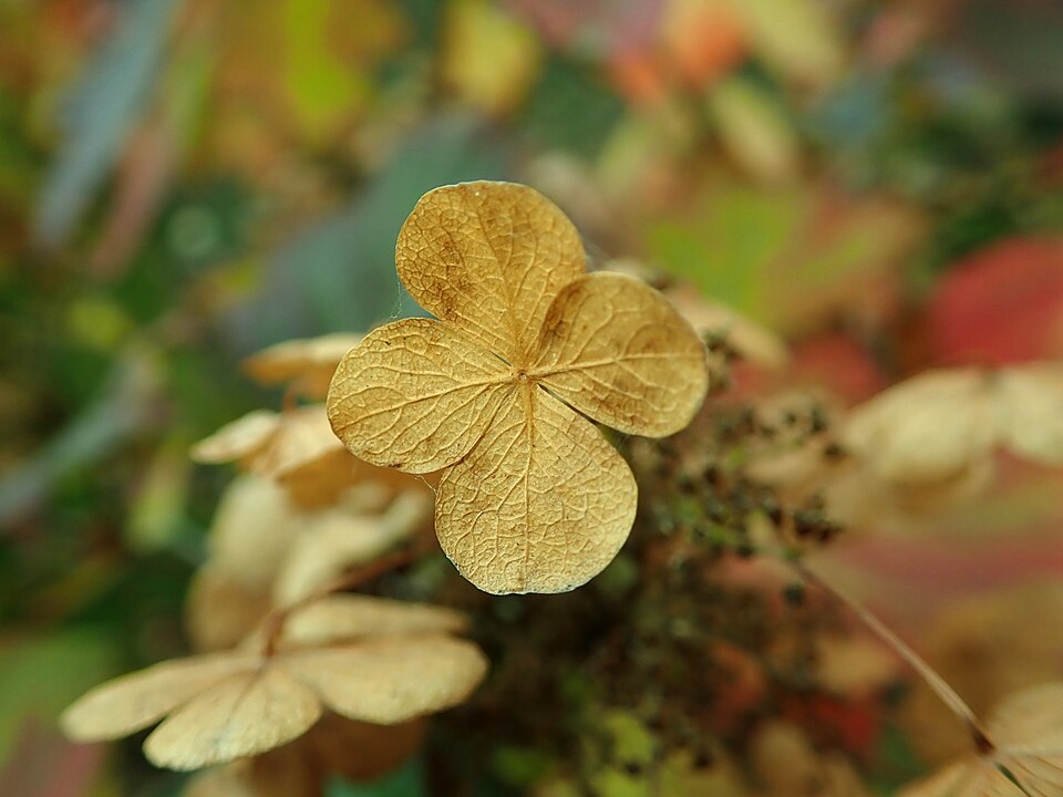 Hydrangea quercifolia 'Snow Queen' (Snow Queen Oakleaf Hydrangea) (alternate view 5)